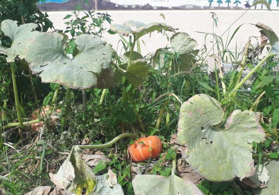 Plantation d’arbres, arbustes et création de potagers