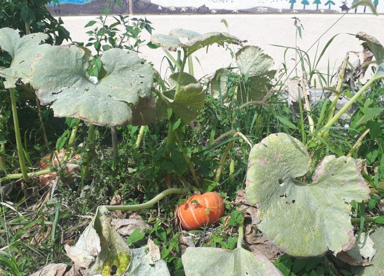 Plantation d’arbres, arbustes et création de potagers