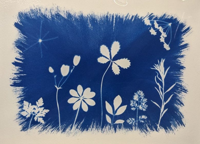 Atelier bleu nature : Empreintes végétales en cyanotype
