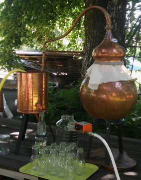 Démonstration : Secret d’hydrolat et distillation