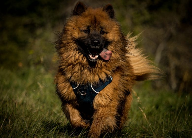 Marche du chien