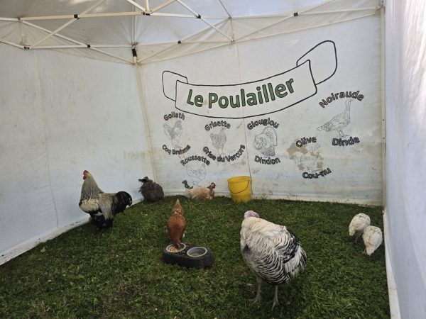 La Mini ferme en balade s&rsquo;installe au Square Guély